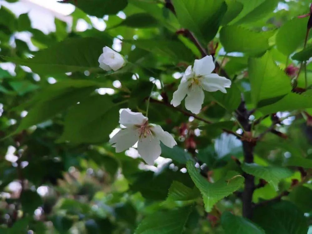 1617104725529685.jpg 图片